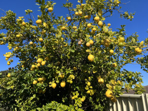 Lemon Meyer
